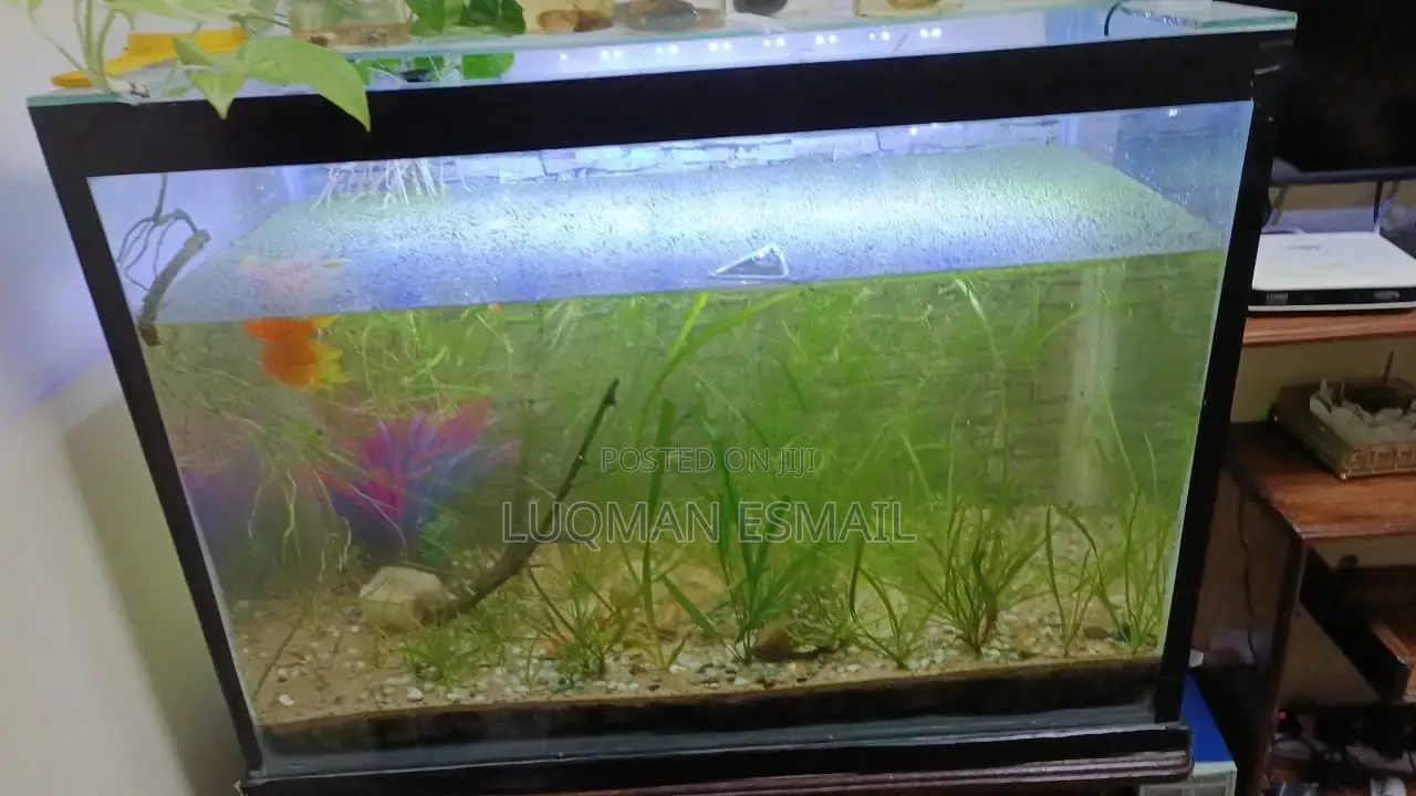 Live Plants