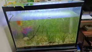 Live Plants