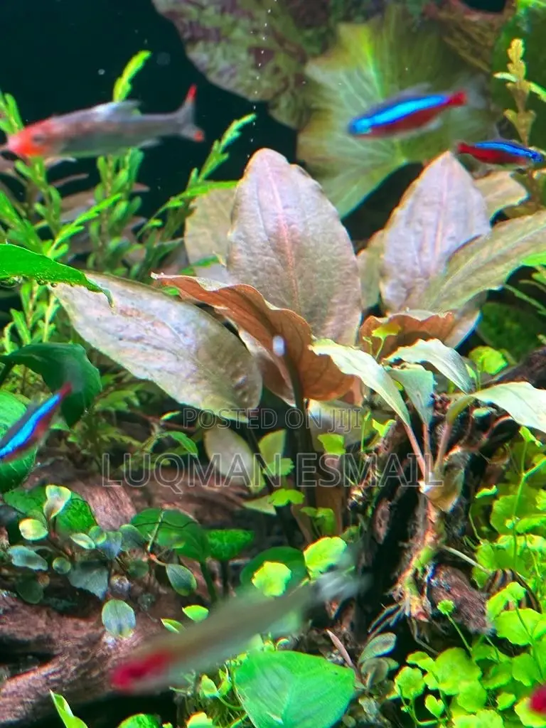Live Plants