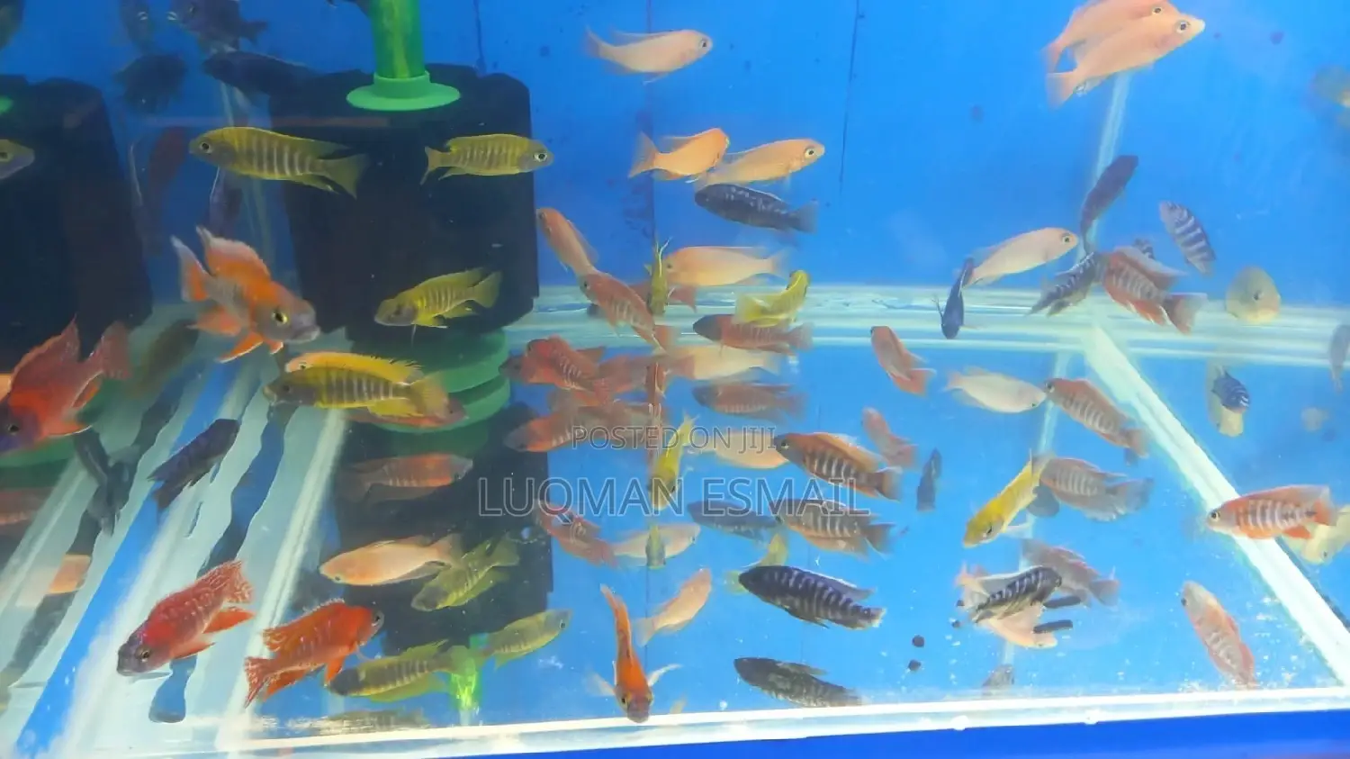 African Cichlids Available