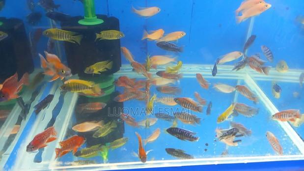 African Cichlids Available - main view