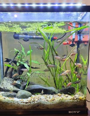 Planted Aquarium - thumbnail 2