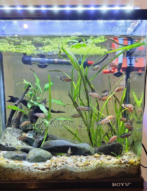 Planted Aquarium - main view