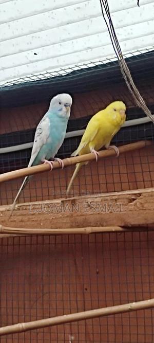 Budgie Female - thumbnail 2