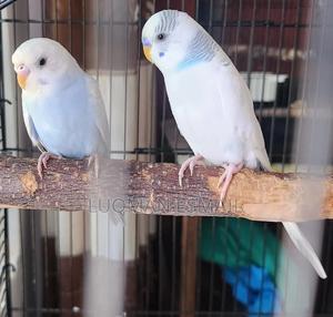 Beautiful Budgies - thumbnail 2