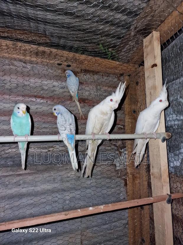 Cockatiels Available - main view