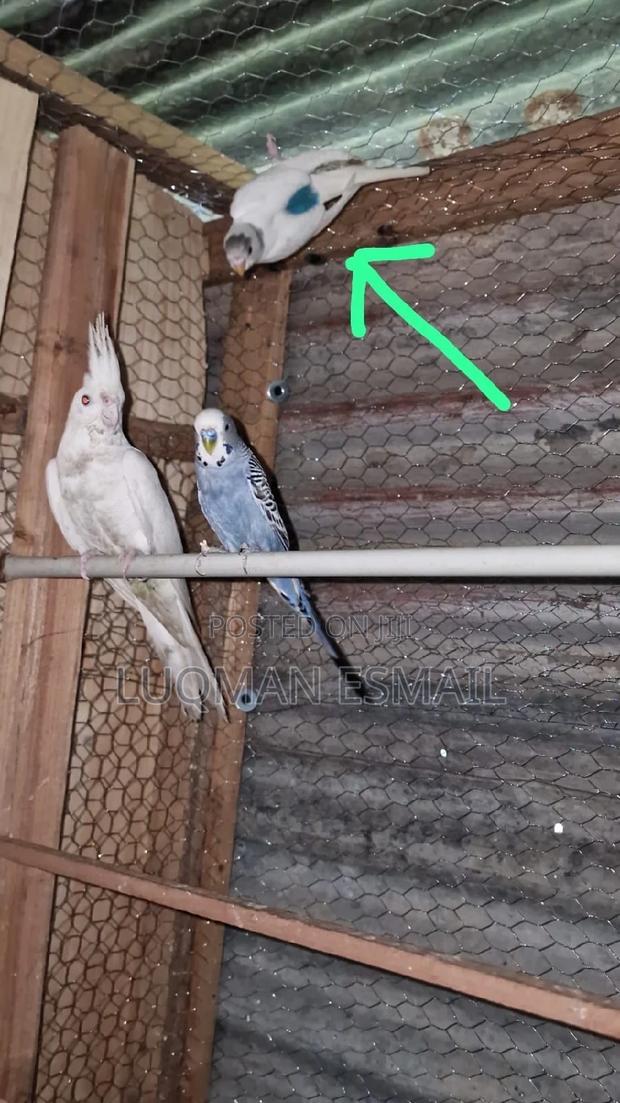 Cockatiels Available - thumbnail 3
