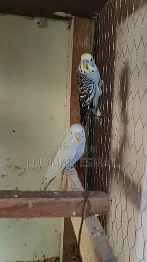 Breeding Pairs Available