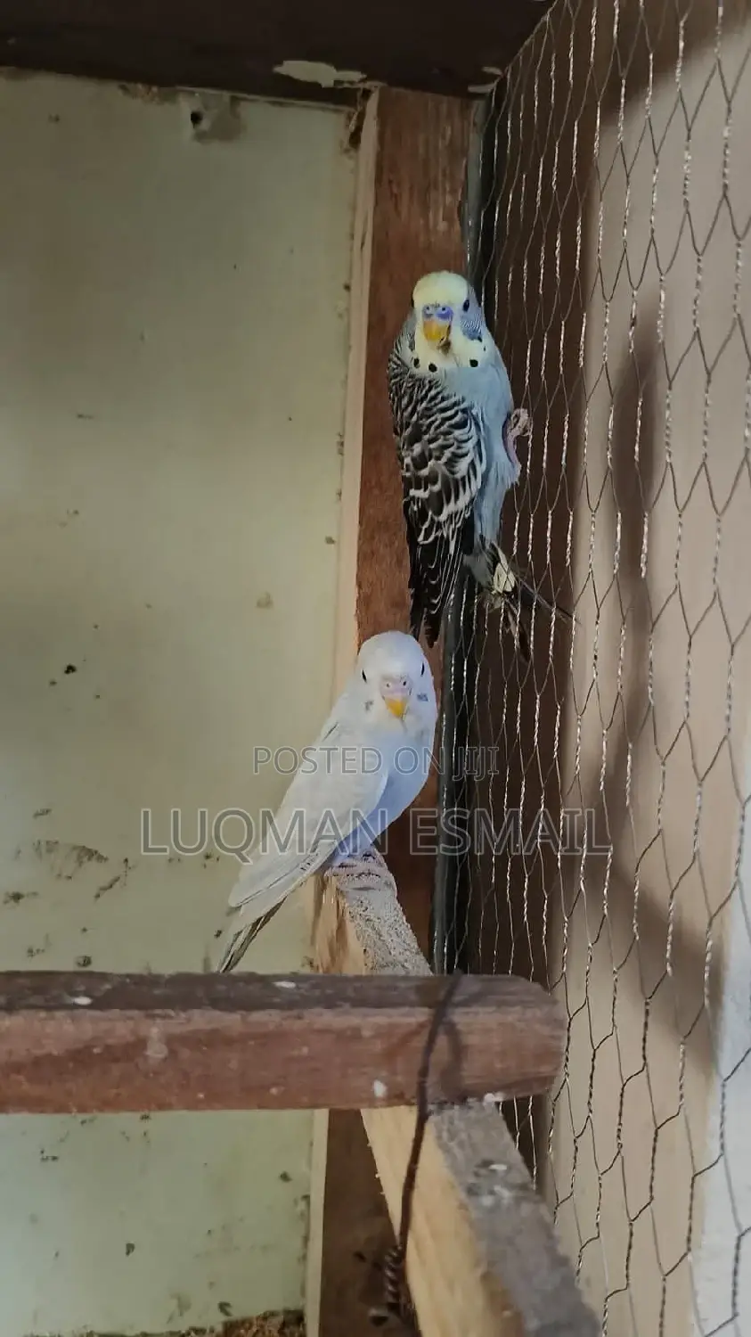 Breeding Pairs Available