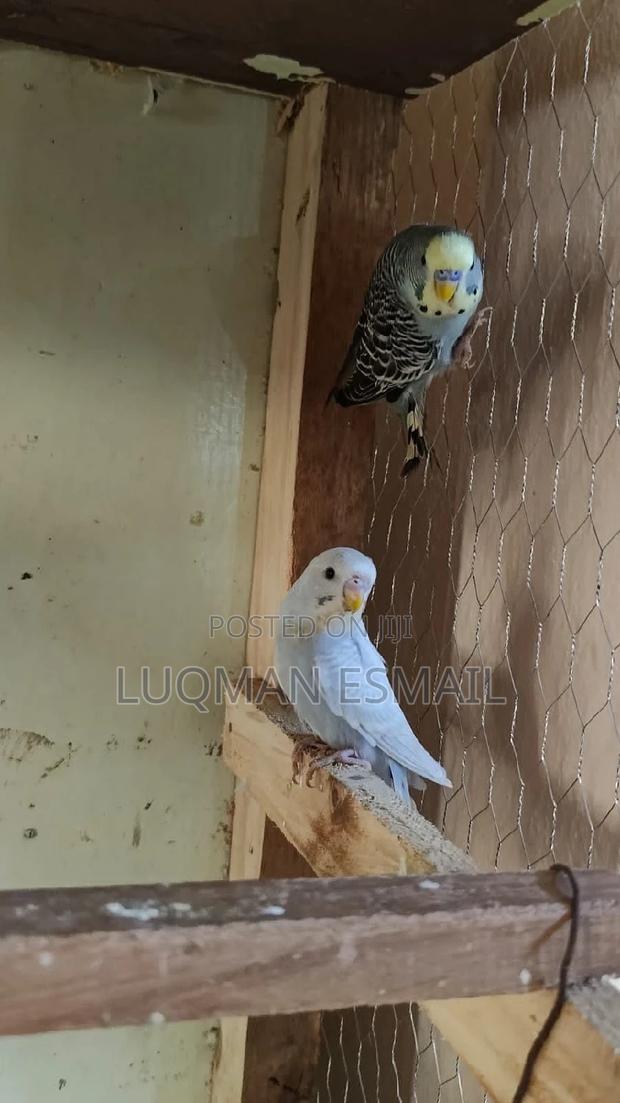 Breeding Pairs Available - thumbnail 3