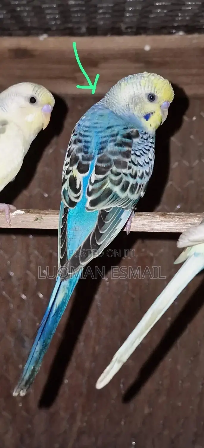 Female Budgie