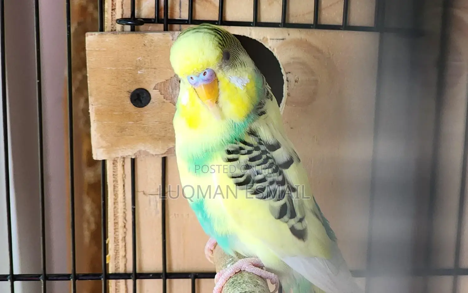 Male Rainbow Budgie
