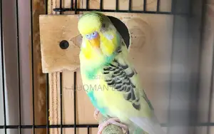 Male Rainbow Budgie