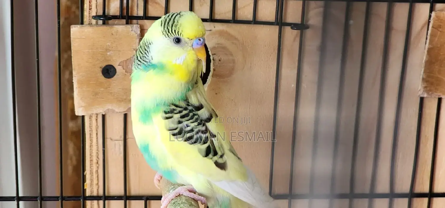 Male Rainbow Budgie