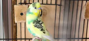 Male Rainbow Budgie