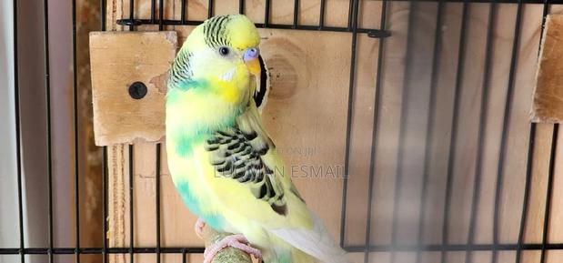 Male Rainbow Budgie - thumbnail 3