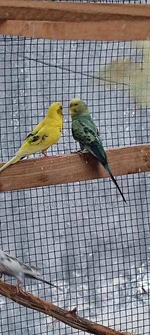 Breeding Pair Budgies - thumbnail 2
