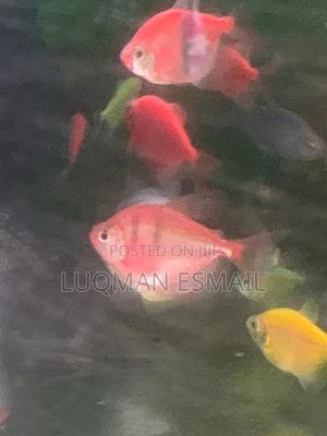 Glow Tetra - thumbnail 2