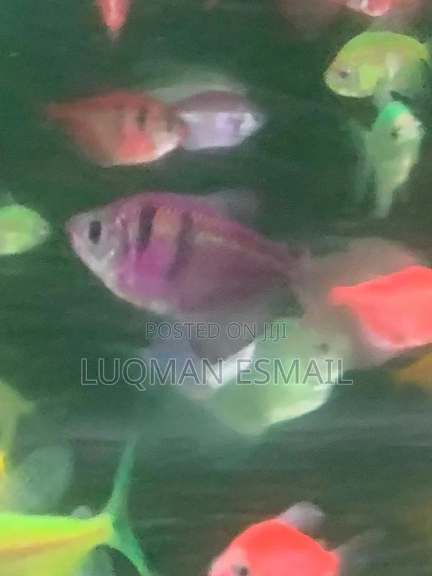 Glow Tetra - thumbnail 3
