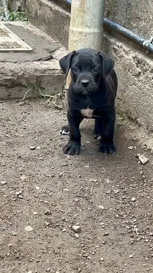 1-3 months Female Purebred Boerboel