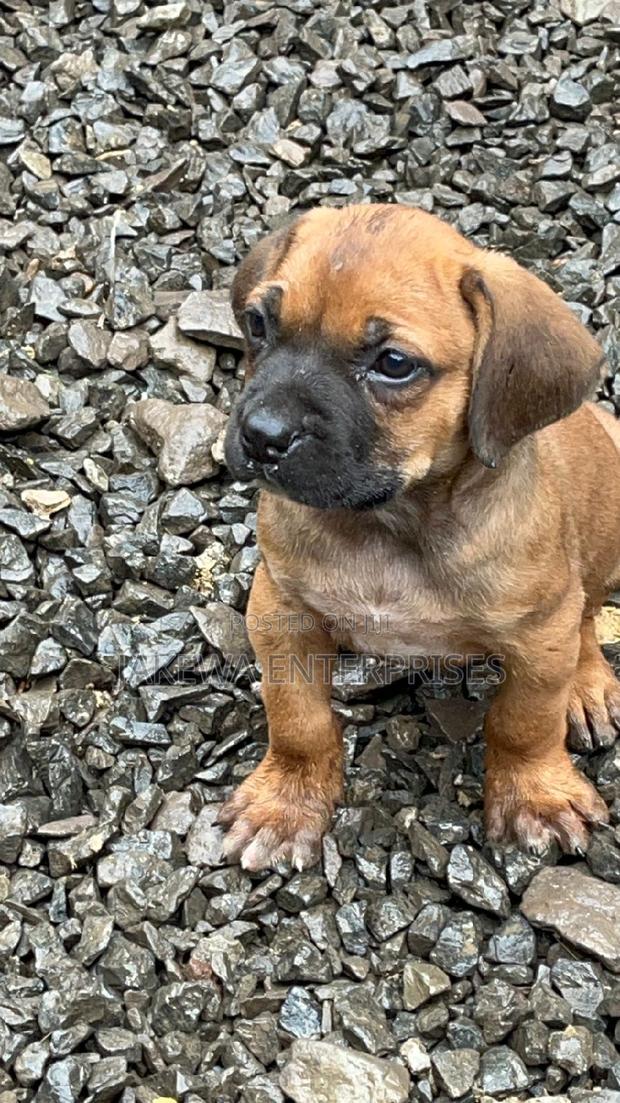 1-3 months Female Purebred Boerboel - main view