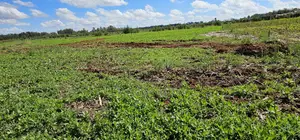 Prime Commercial Plots for Sake in Kimumu Marura in Eldoret
