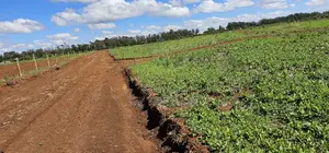 Prime Commercial Plots for Sake in Kimumu Marura in Eldoret