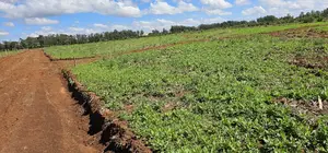 Prime Commercial Plots for Sake in Kimumu Marura in Eldoret