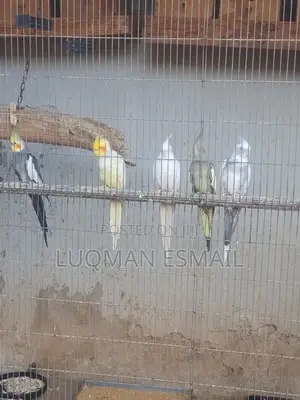 Cocktiels Pair