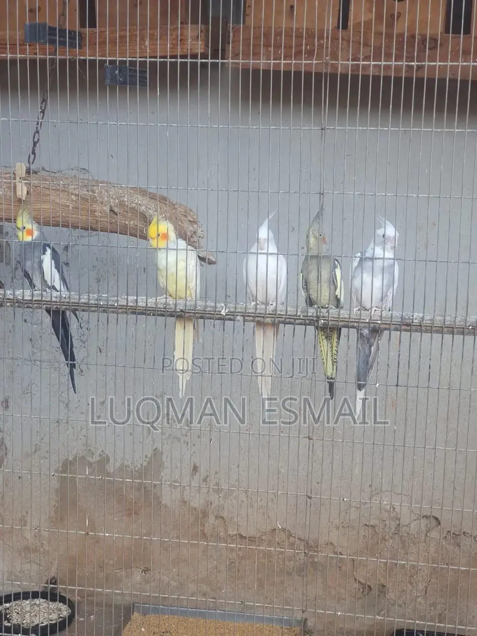 Cocktiels Pair