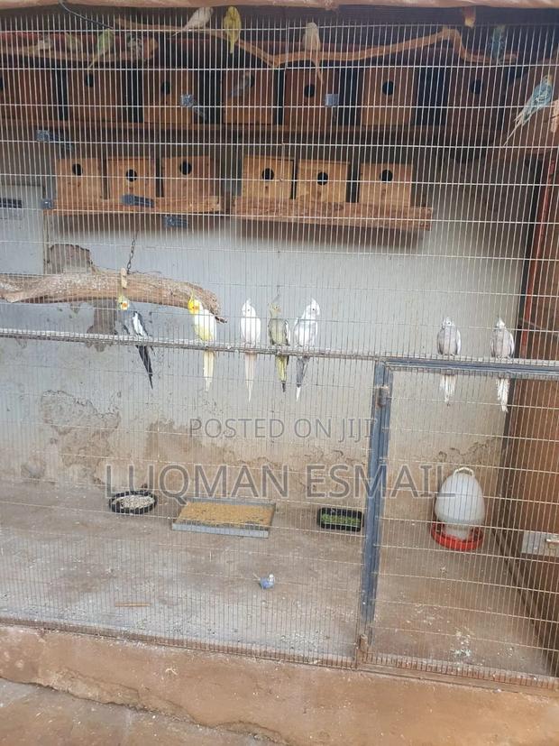 Cocktiels Pair - main view