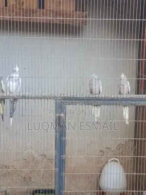 Cocktiels Pair