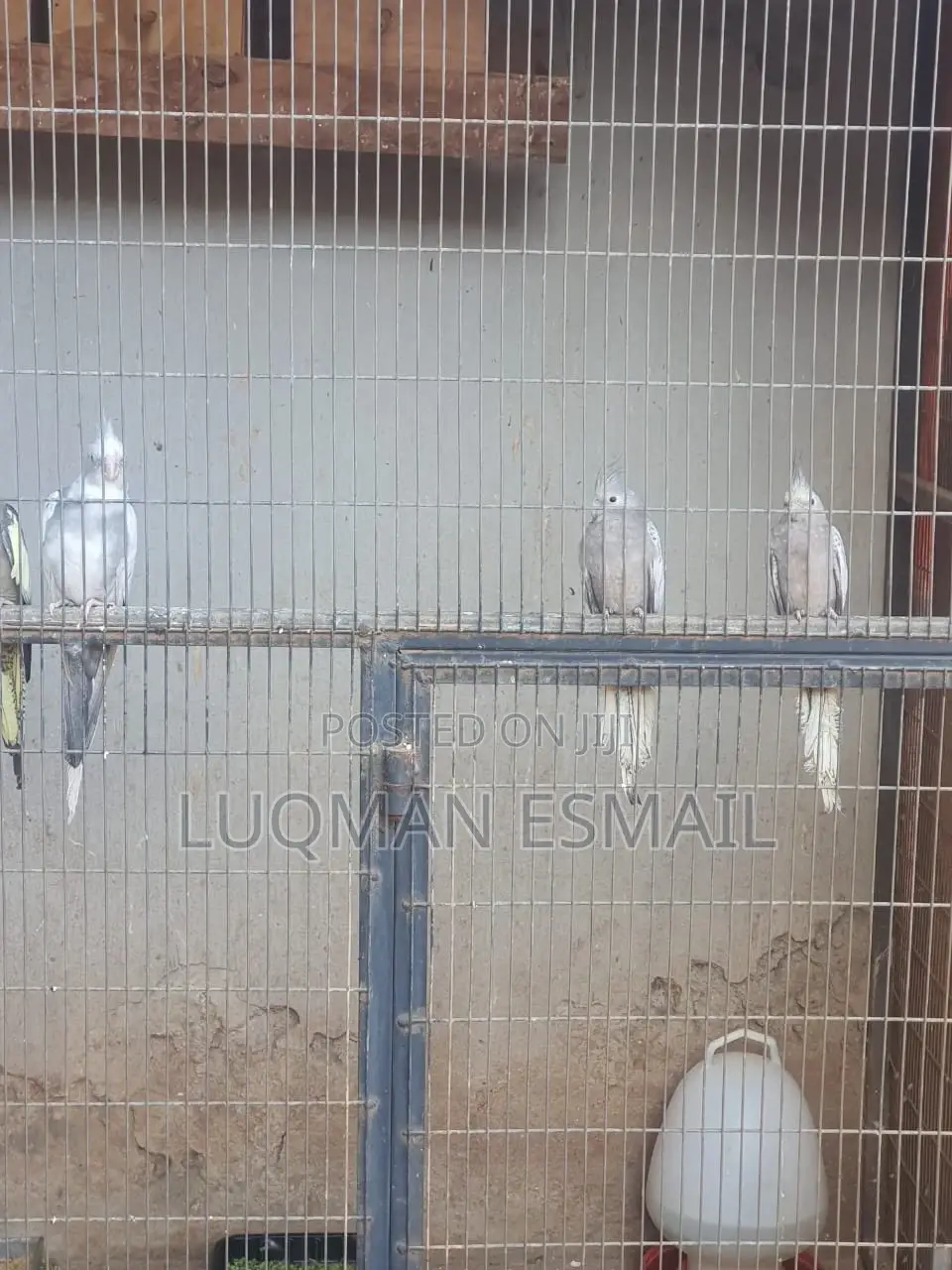 Cocktiels Pair