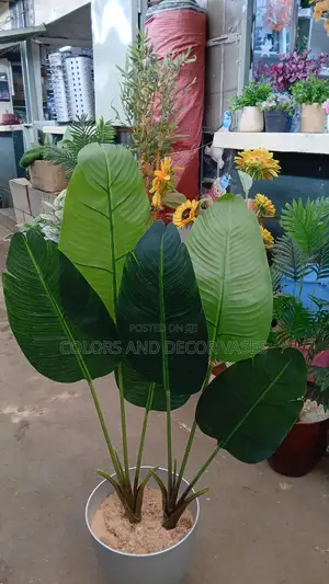 Small Banana Plant Alone KSH 4500