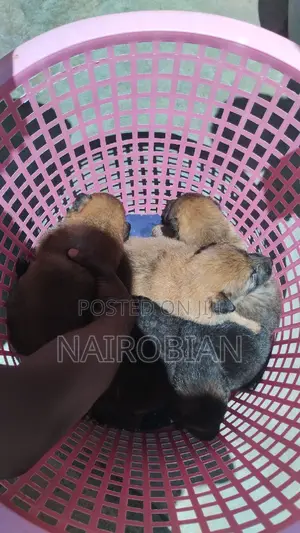 1-3 months Female Purebred German Shepherd