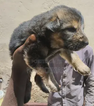 1-3 months Female Purebred German Shepherd