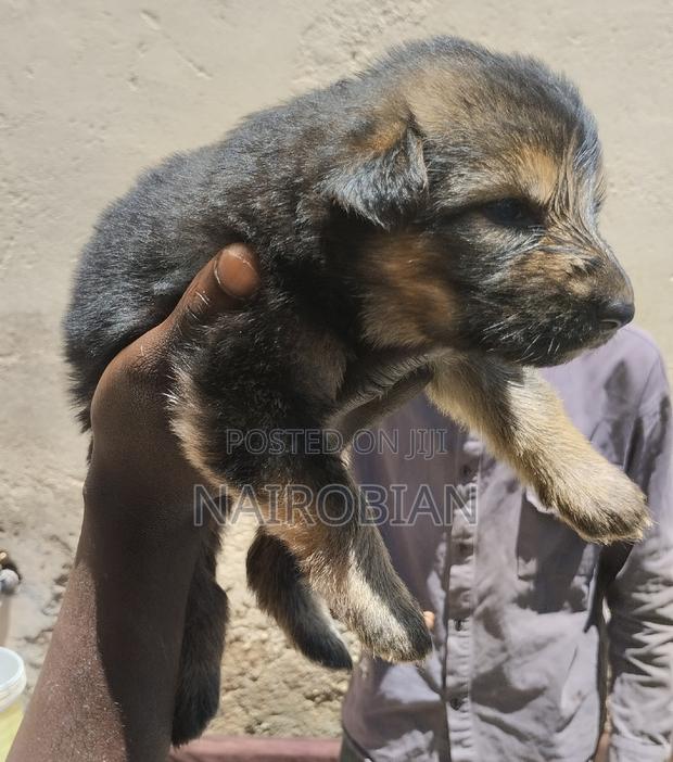 1-3 months Female Purebred German Shepherd - thumbnail 3