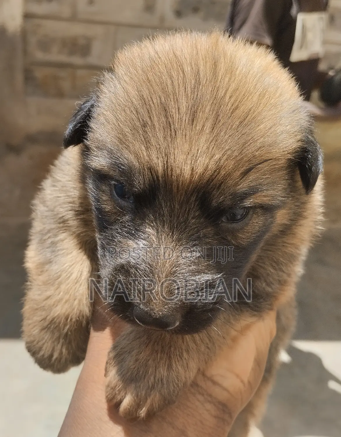 1-3 months Female Purebred German Shepherd