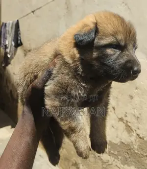 1-3 months Female Purebred German Shepherd