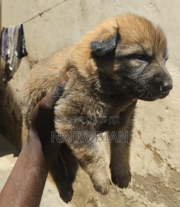 1-3 months Female Purebred German Shepherd - thumbnail 6