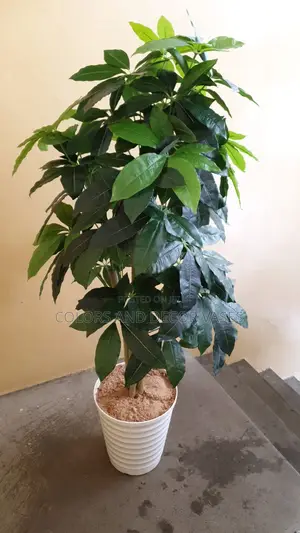 Artificial Plant and Plastic Vase