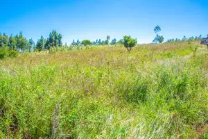 Prime Plots for Sale in Kikuyu, Kamangu.