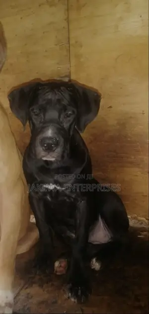 1-3 months Female Purebred Boerboel