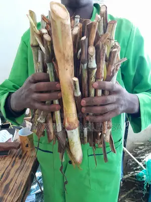 Juncao Napier Cuttings