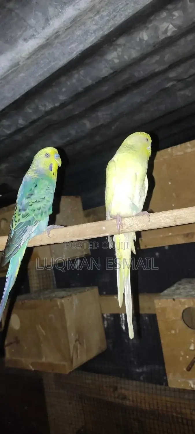 Rainbow Pair Budgies