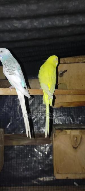 Lutino Female Budgie - thumbnail 2
