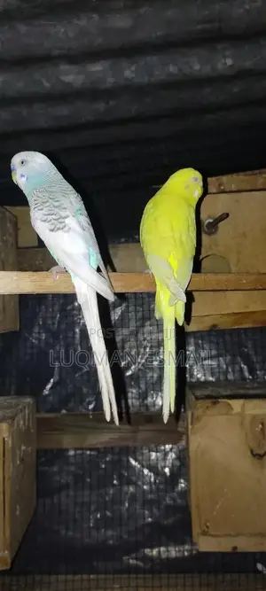 Lutino Female Budgie