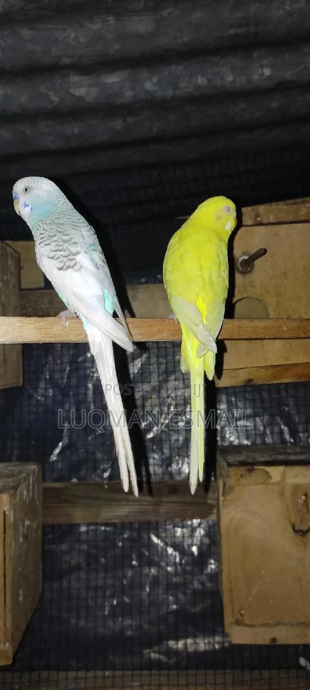 Lutino Female Budgie - thumbnail 3