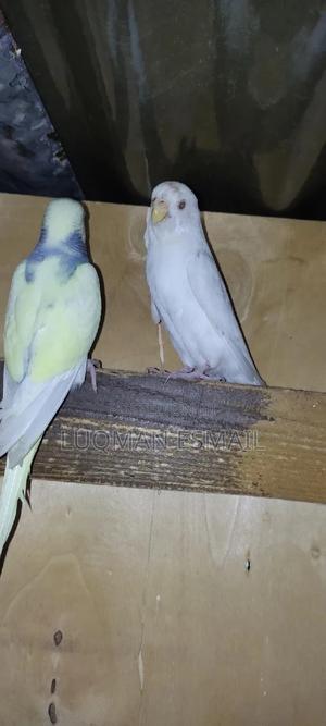 Budgies Available - thumbnail 2