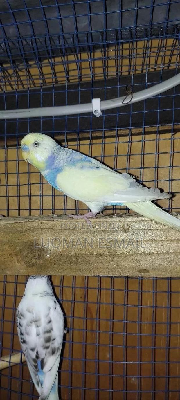 Rainbow Male Budgie - main view